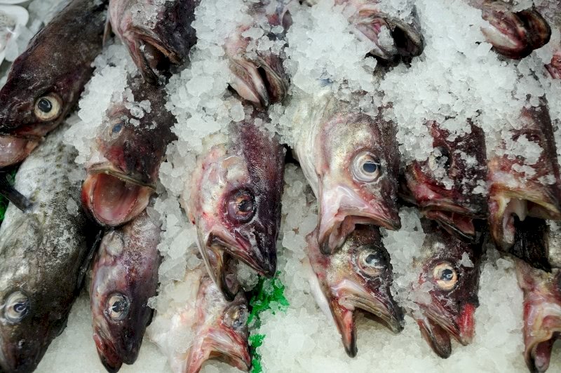 聯合國警告：全球魚類消費難以永續