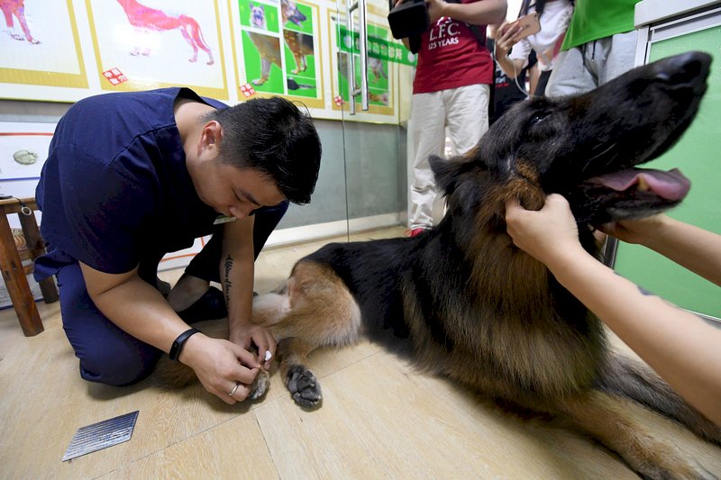 中國興起萌寵經濟 狗狗也能看中醫