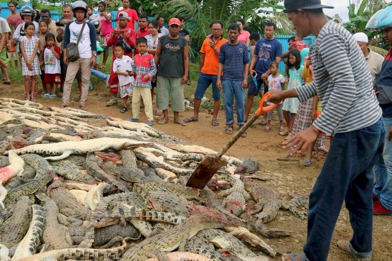 報復鱷魚攻擊 印尼村民打死近300隻鱷魚