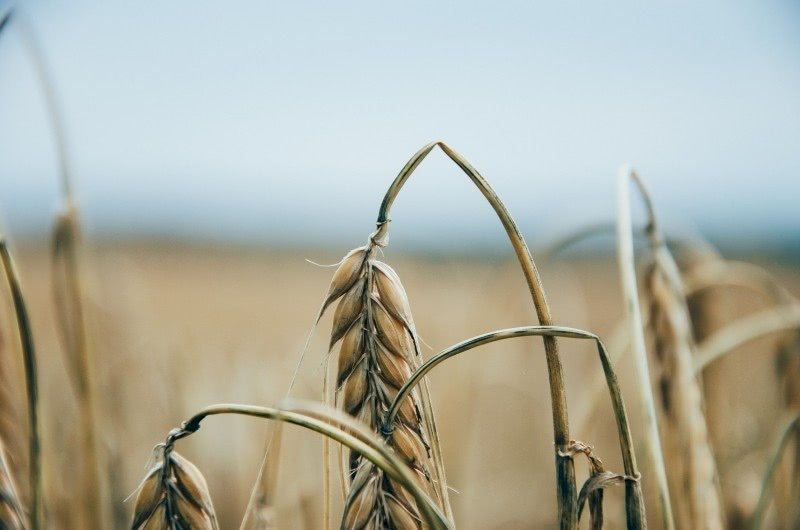 FAO：世界糧價連5漲 穀類生產預期下滑