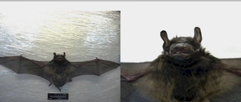台灣蝙蝠驗出新型麗沙病毒 無人感染
