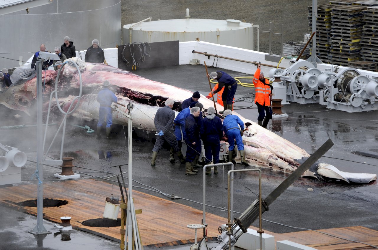 日本「科研」捕鯨 177頭遭捕殺