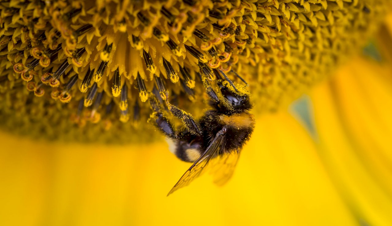 蜜蜂可能有救了 首支抗病疫苗誕生
