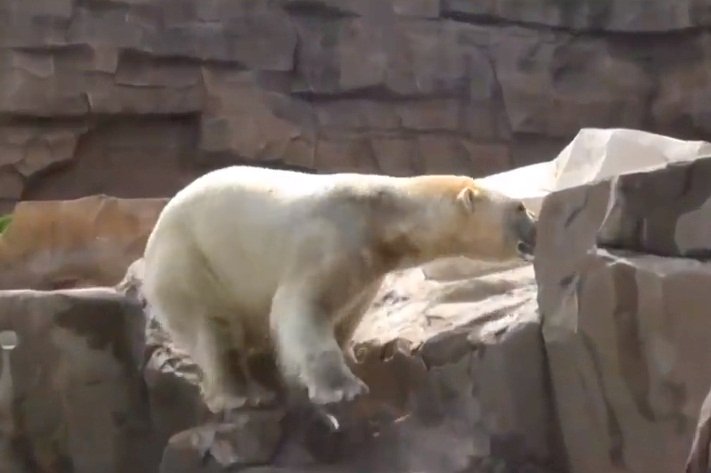 法國熱浪高峰 14萬人求遊樂園放過北極熊