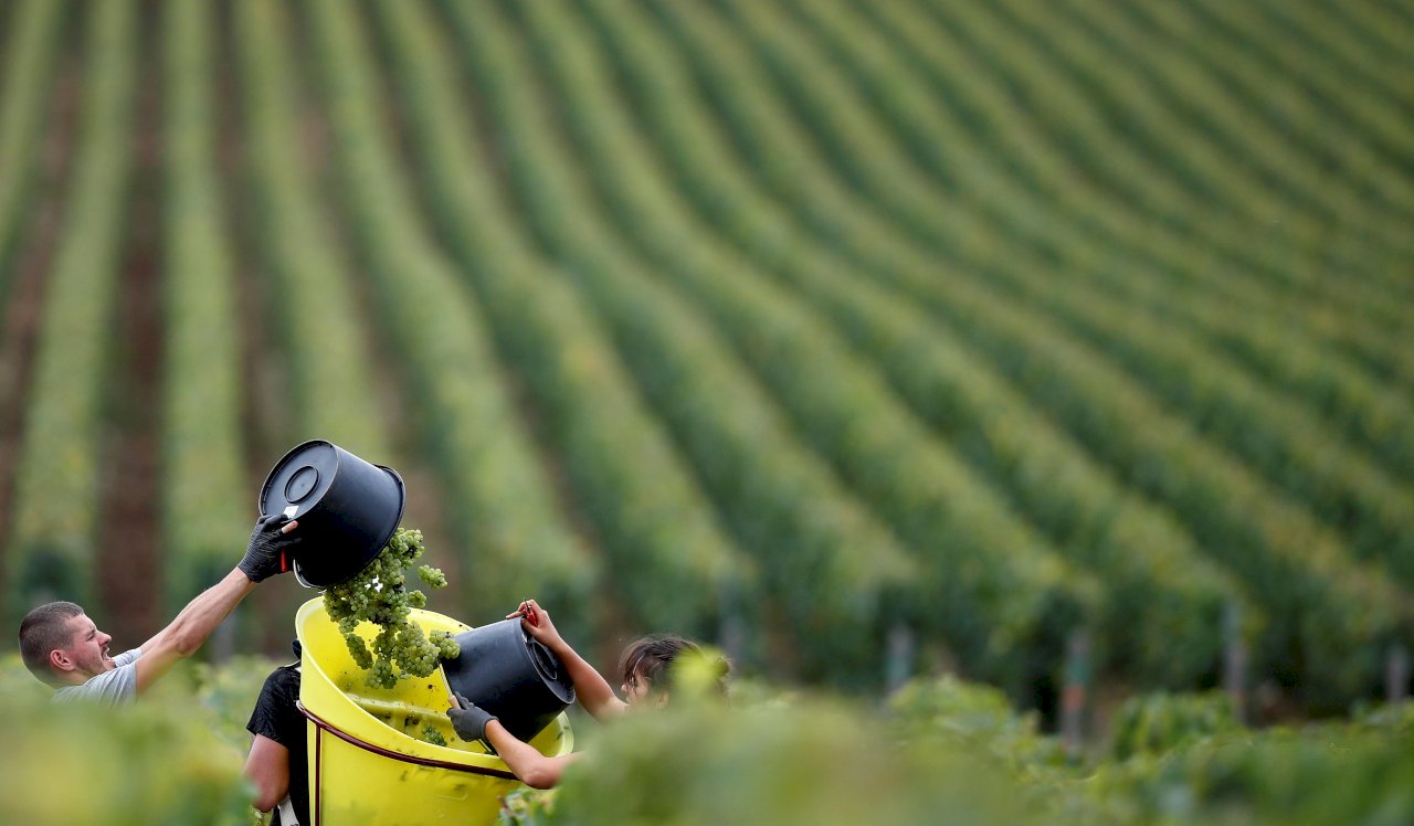 熱浪也有好消息 法國葡萄酒品質產量看俏