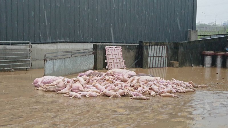 雨彈肆虐 嘉義淹死雞隻數攀升到20萬