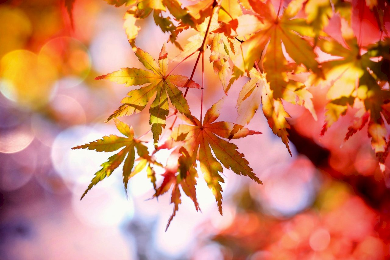 日本持續高溫 楓葉可能較往年晚轉紅