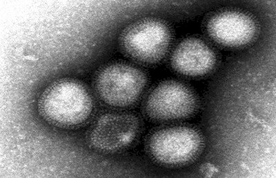 H7N9禽流感病毒 首度確認可透過飛沫擴散
