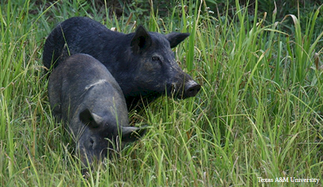 進擊的野豬 法國農業難以承受之重