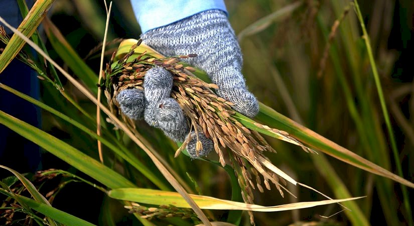 稻米供過於求 農委會啟動一系列措施穩稻農收益
