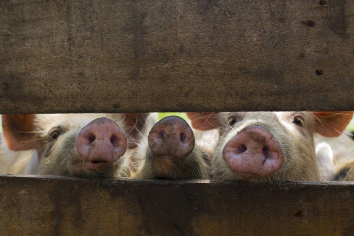 內蒙古再傳非洲豬瘟 兩週內累積4起