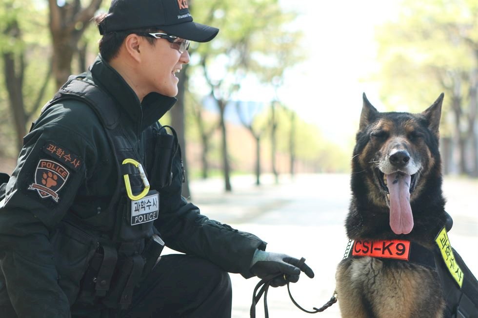 南韓1年吃掉百萬隻狗 警犬喪命獲致敬