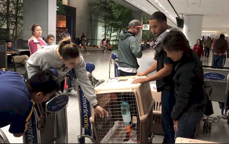 台灣流浪犬抵舊金山 領養家庭熱情接機