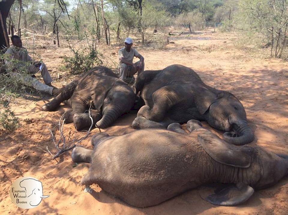 波札那考慮 解除獵殺大象禁令