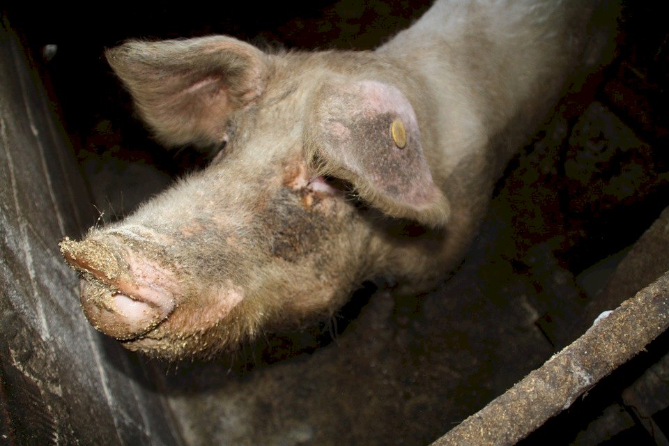養豬廚餘未高溫蒸煮 12月起依法告發處分
