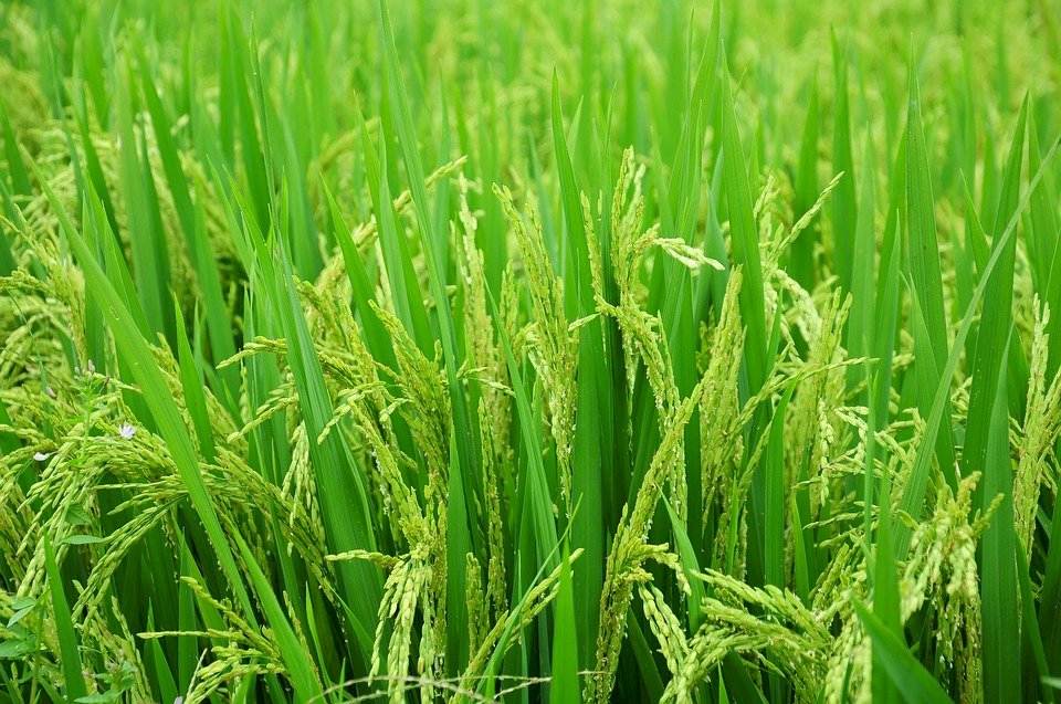 稻田製造溫室氣體量 恐是過去認為的2倍