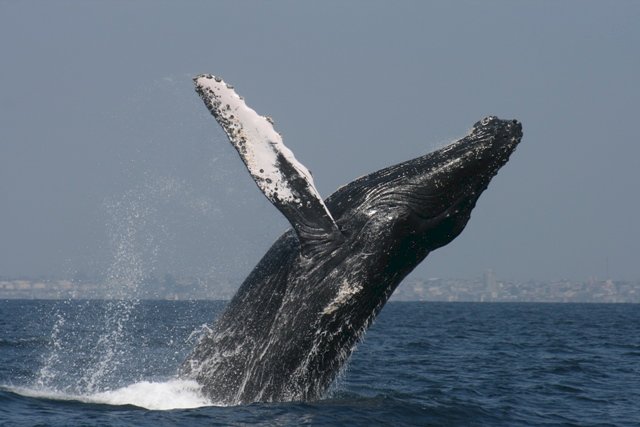 提議恢復商業捕鯨遭否決 日本揚言退出IWC