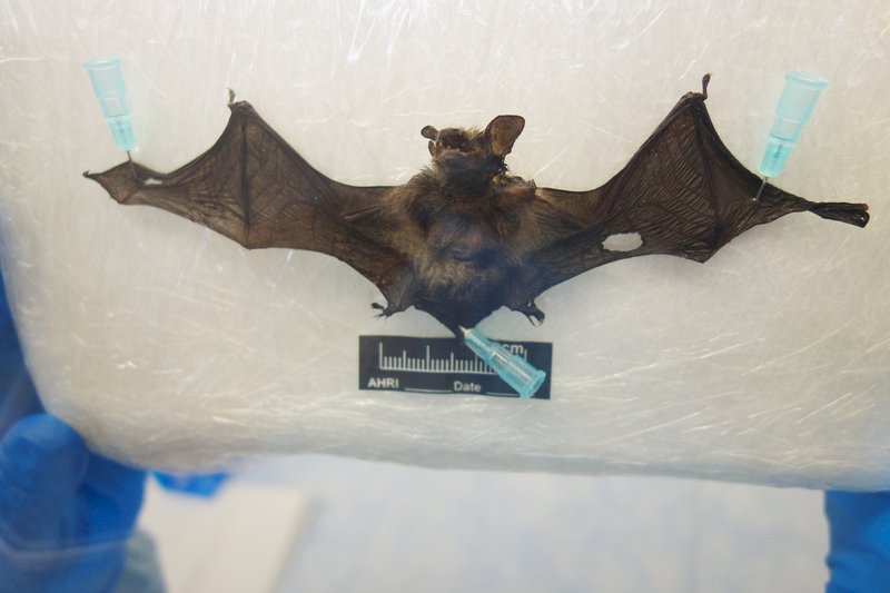 宜蘭蝙蝠染麗沙病毒 列入狂犬病疫苗接種地區