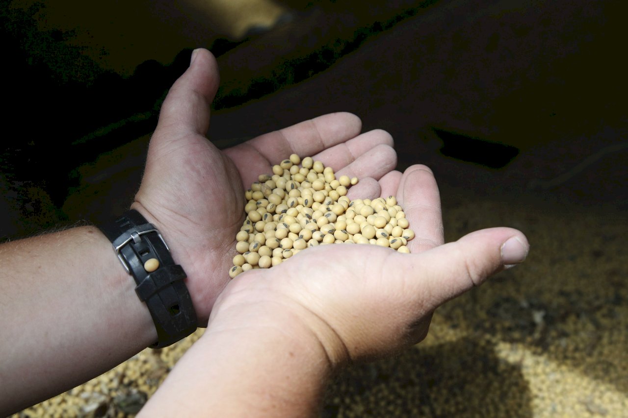 川習會後 中國首度大規模採購美國黃豆