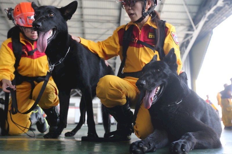 台灣7隻搜救犬獲聯合國認證 有助外交情勢