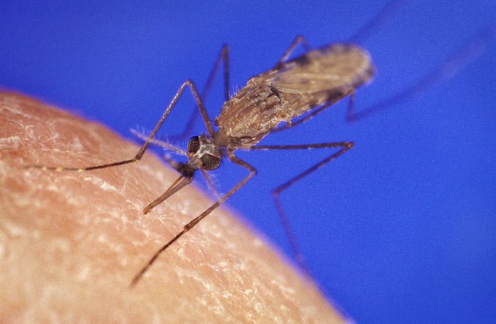 20年來首見 美國通報本土瘧疾病例