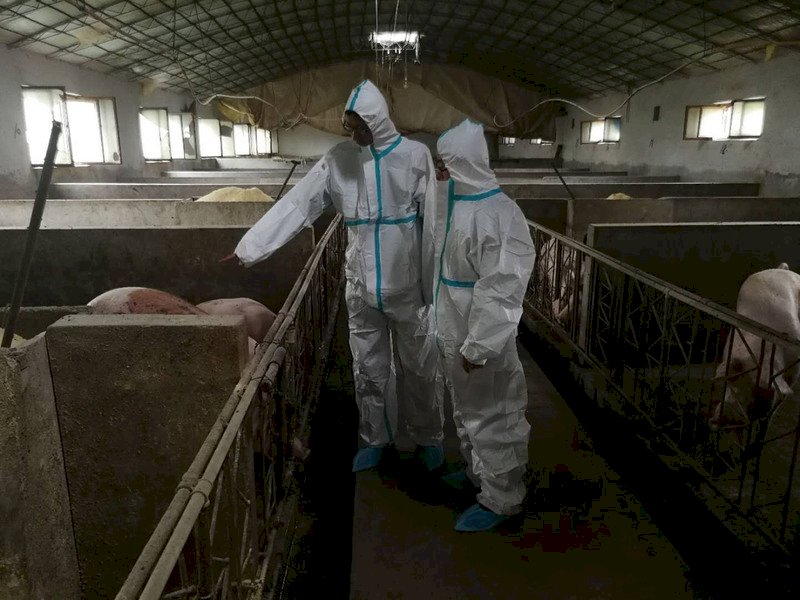中國非洲豬瘟蔓延 雲南出現疫情