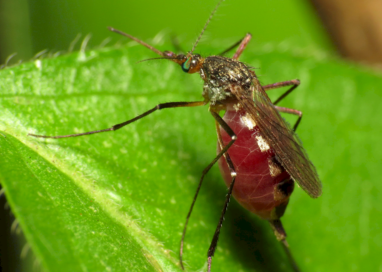 控制蚊子生育邁大步 5年後可推出新藥