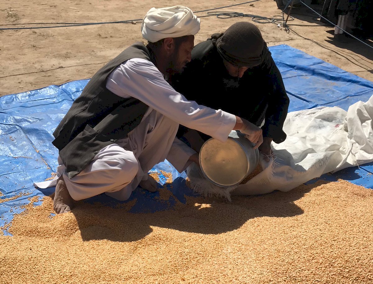 UN：阿富汗乾旱 300萬人急需糧援