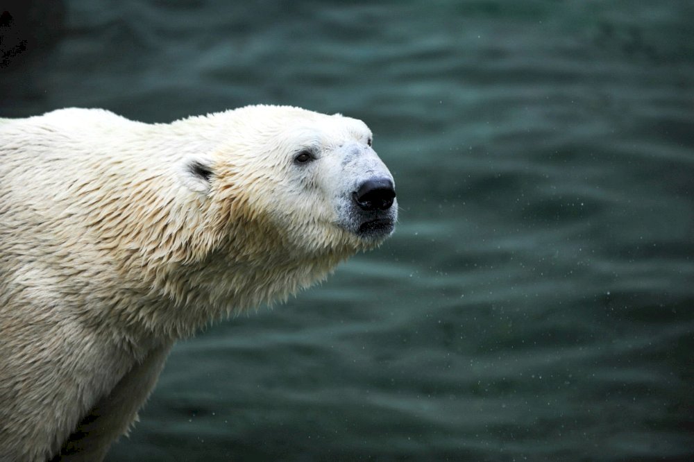 南韓最後一頭北極熊 退休享樂前竟已老死