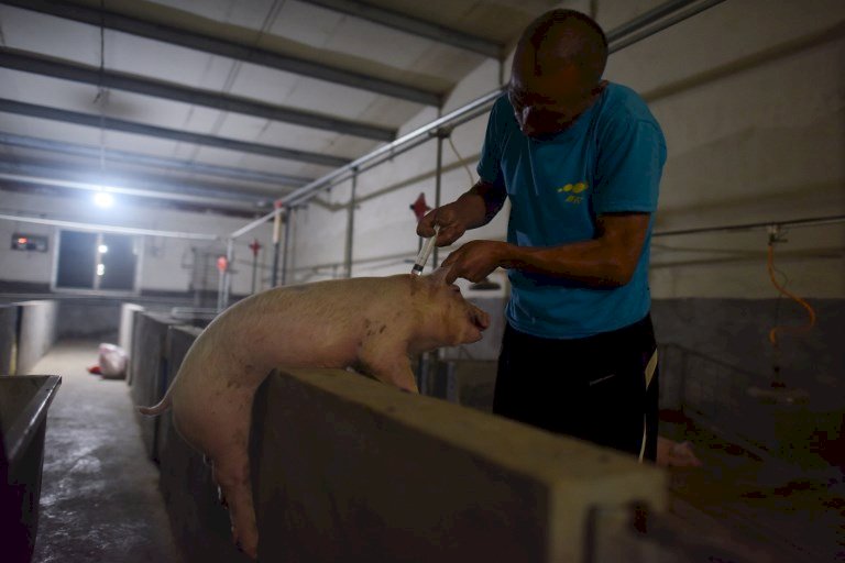 非洲豬瘟影響 中國崽豬供不應求價格大漲