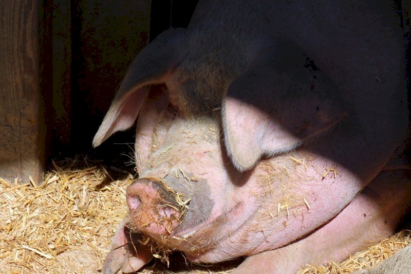 非洲豬瘟疫情影響 大馬禁中國豬肉產品進口