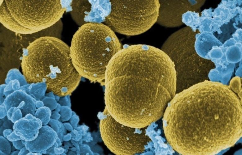 ECDC：超級細菌在歐洲年奪逾3萬條人命