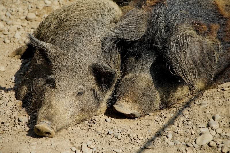 哈爾濱查出非洲豬瘟疫情