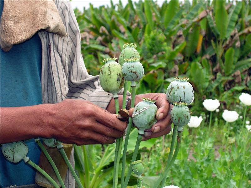 政治與經濟動盪不止 緬甸罌粟種植量遽增