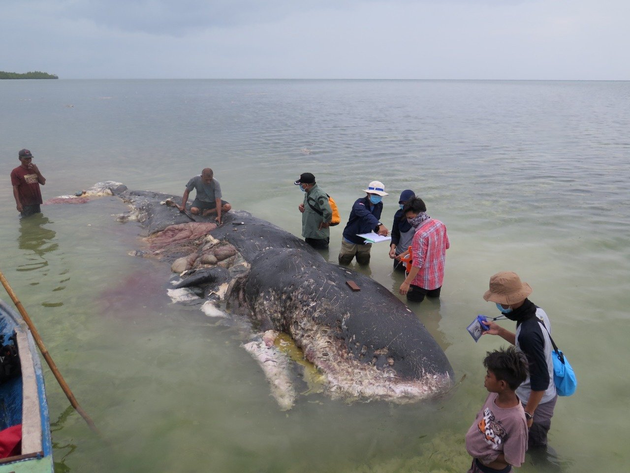 抹香鯨命喪印尼 胃裝6公斤塑膠垃圾