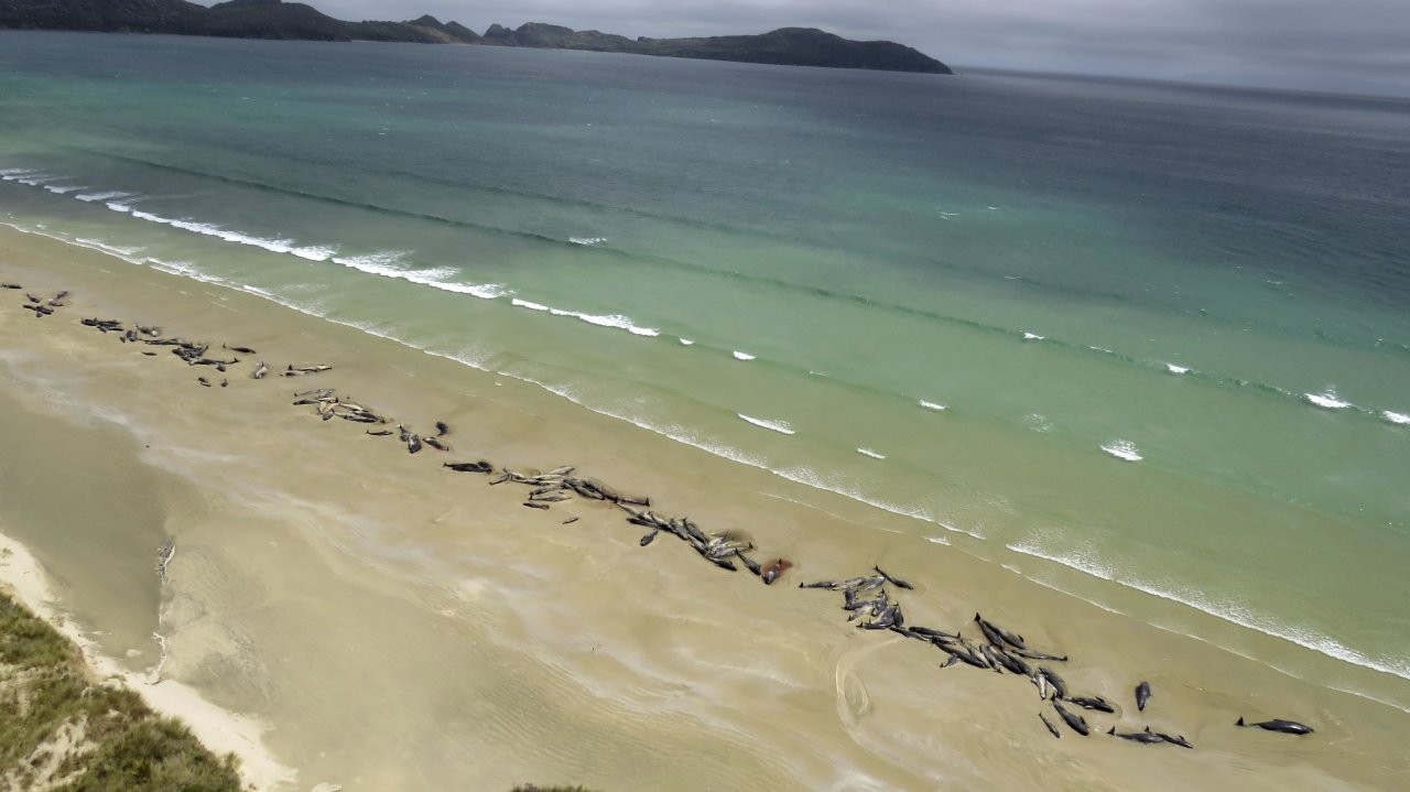 紐國再傳鯨擱淺 過去一周逾2百鯨魚喪命