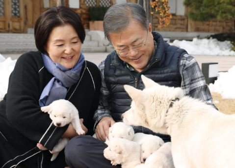 金正恩贈文在寅豐山犬  在南韓生下一窩小狗