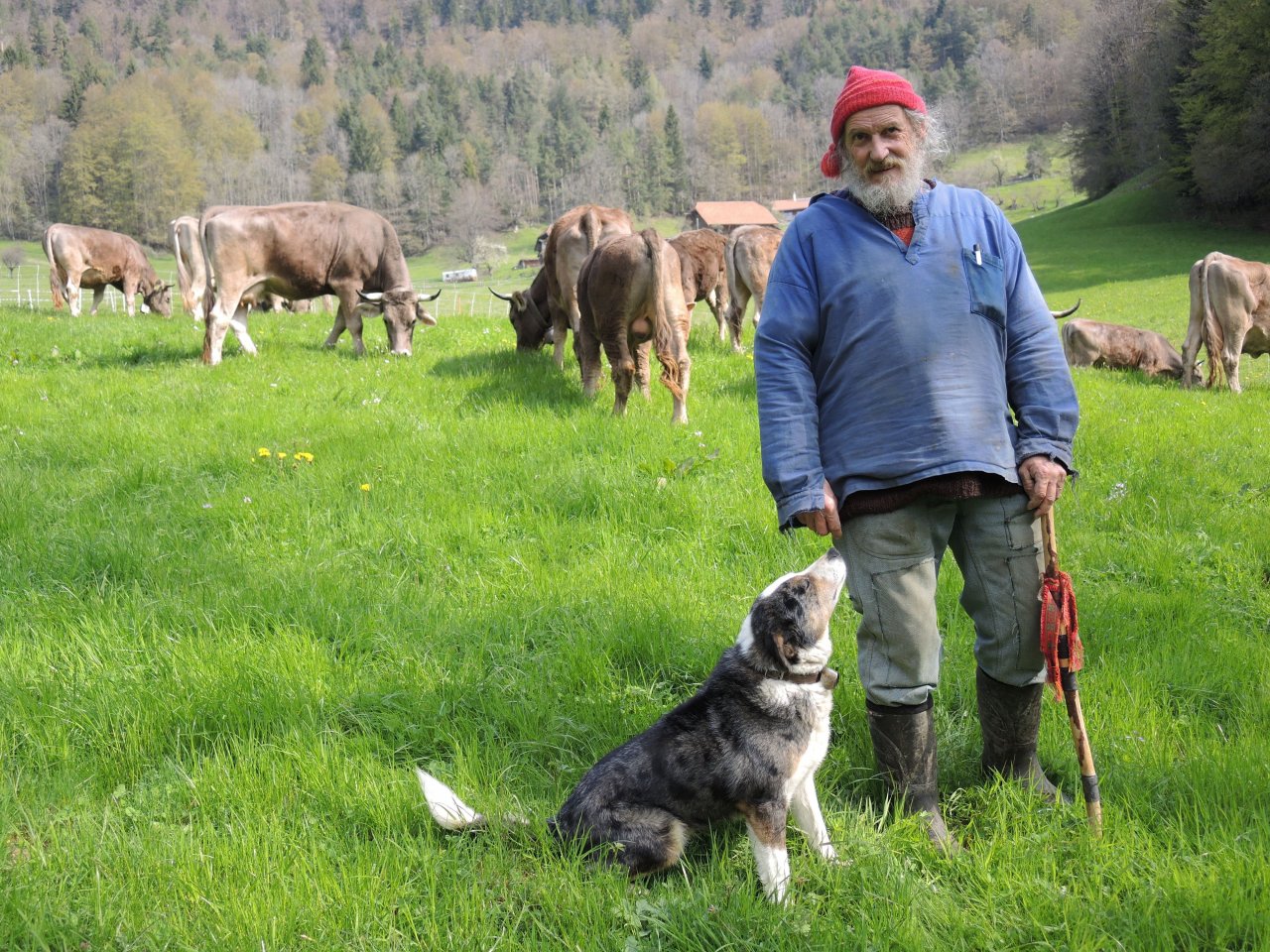 瑞士老農提案讓牛自然長角 交付公投遭否決