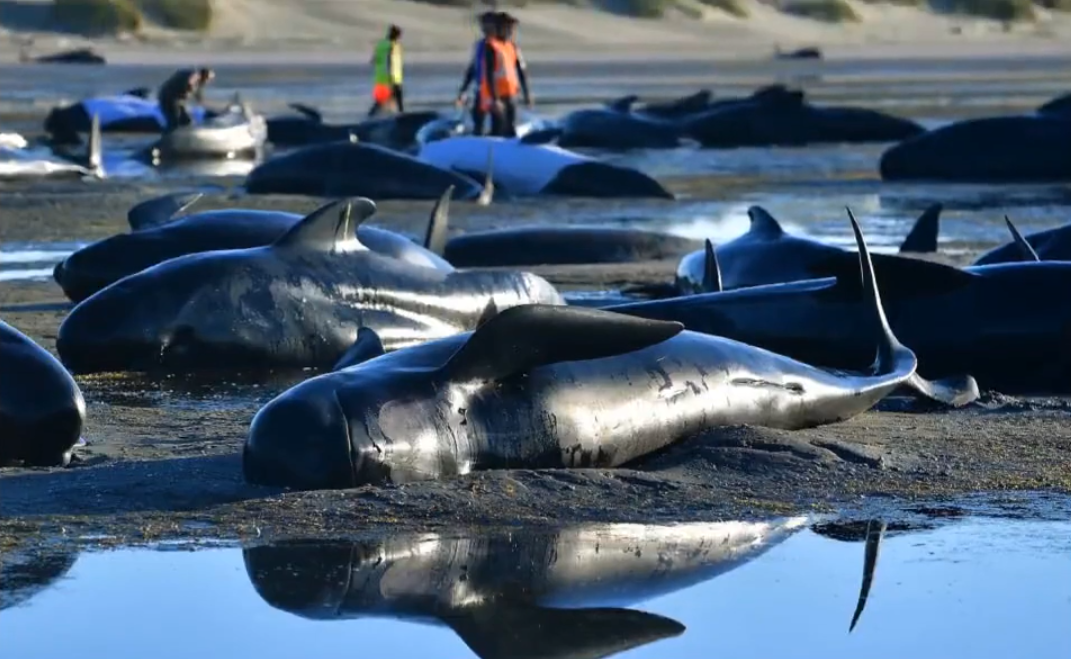 澳國家公園28頭鯨魚擱淺 原因待查明
