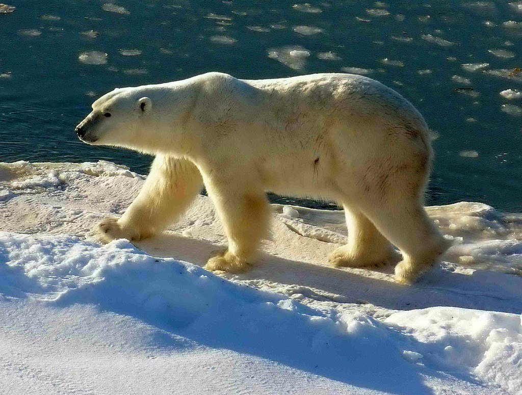 北極融冰 加拿大北極熊可能消失