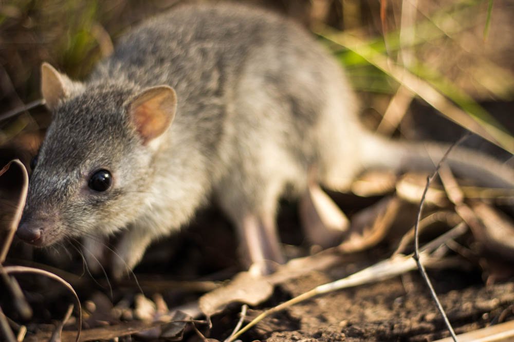 氣候變遷野火加劇 澳洲珍稀鼠袋鼠也受害