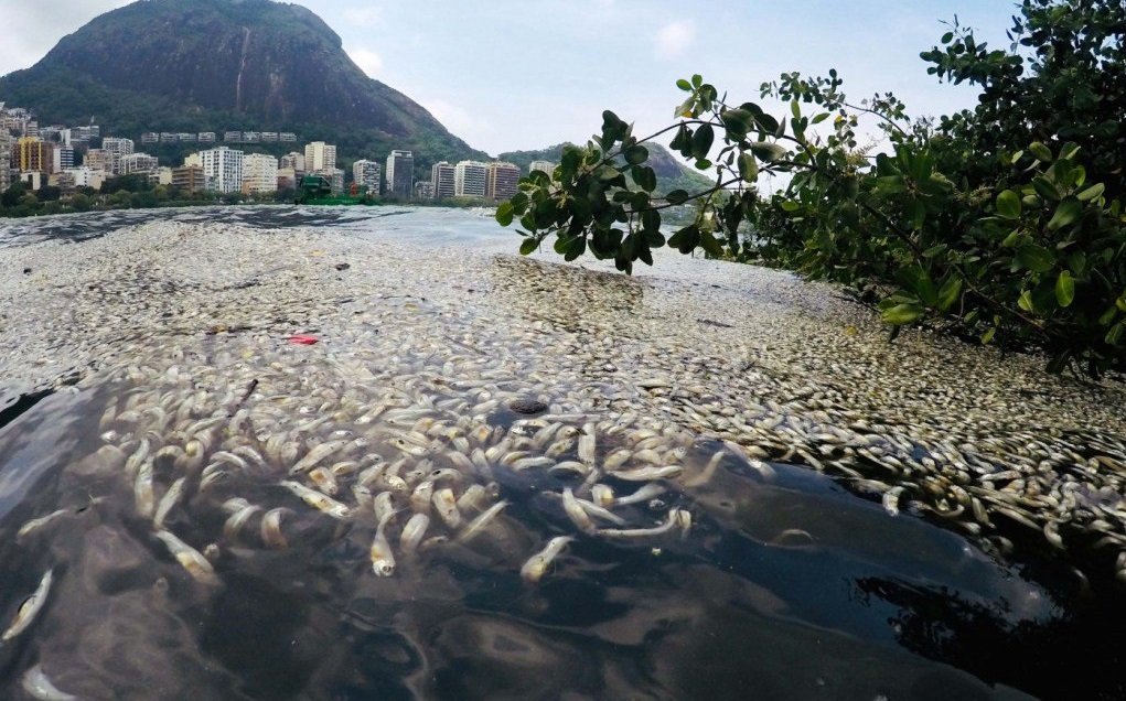 熱浪襲擊 巴西南區湖泊魚群暴斃逾55噸