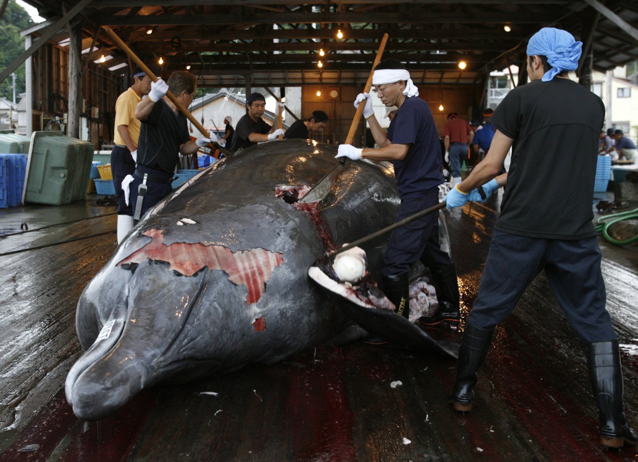 日本曾有捕鯨與食鯨文化 但目前不普及
