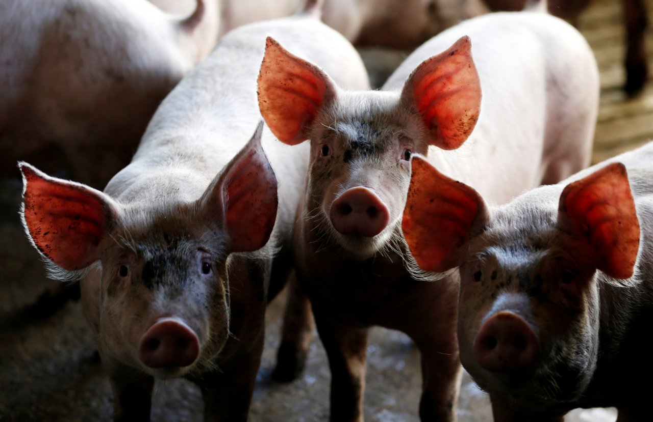 中國啟動非洲豬瘟疫苗研發