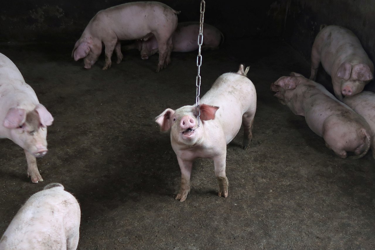 防檢局：因應日本豬瘟 已停止相關產品輸入