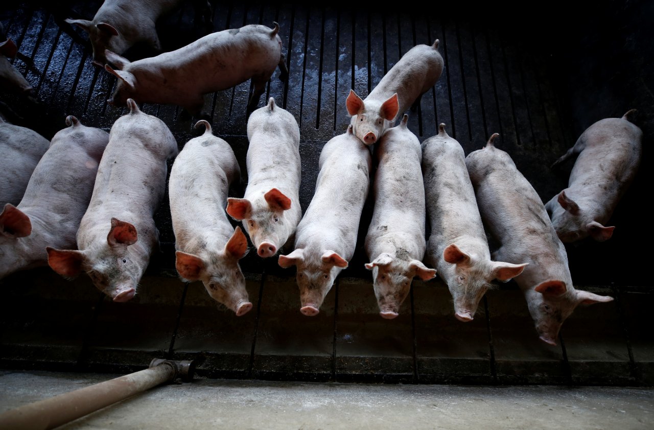 非洲豬瘟在廣東蔓延 再傳疫情