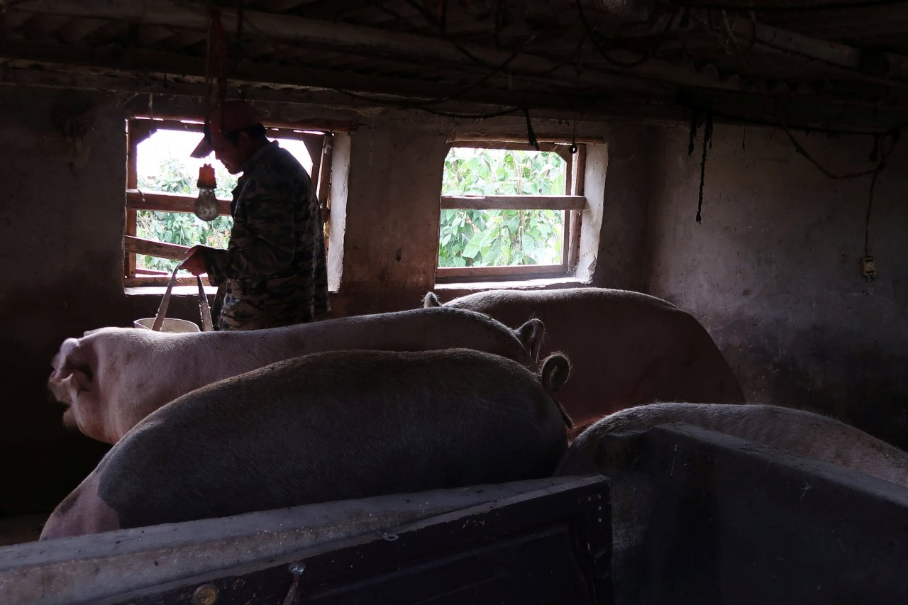 非洲豬瘟開始問責 中國農業部仍報喜不報憂