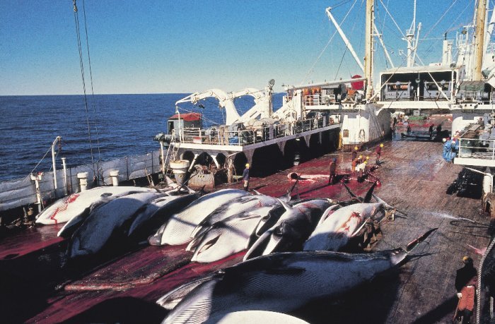 日本重啟商業捕鯨挨批 保育悲歌難止息