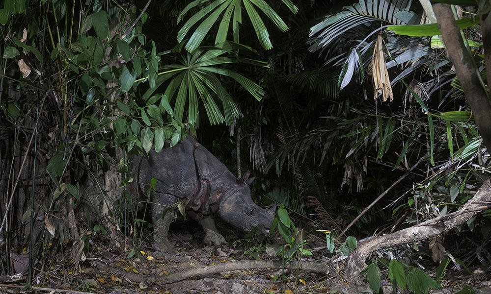 印尼海嘯若再來 爪哇犀牛可能滅絕