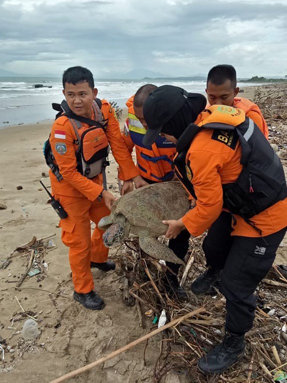 印尼海嘯搜救行動 搶救受困海龜